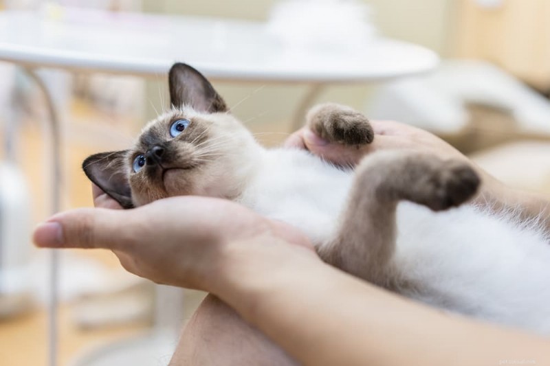 Why Does My Cat Exhibit Clingy Behavior? Expert Insights & Solutions