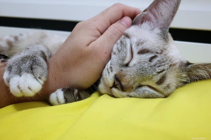 Why Does My Cat Exhibit Clingy Behavior? Expert Insights & Solutions