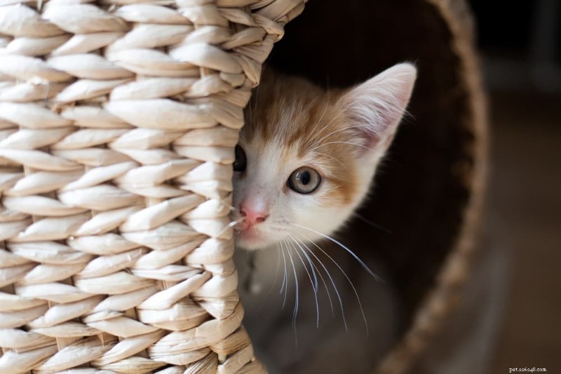 Why Does My Cat Exhibit Clingy Behavior? Expert Insights & Solutions