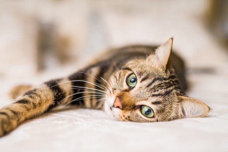 Why Does My Cat Exhibit Clingy Behavior? Expert Insights & Solutions