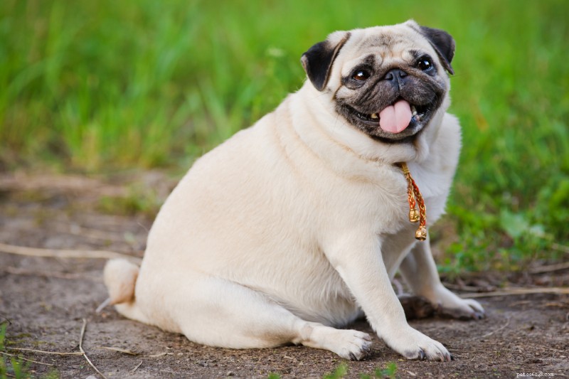 7 Vet‑Recommended Weight‑Management Dog Foods for a Healthier, Happier Pet