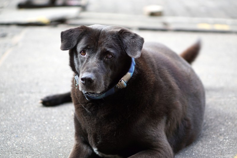7 Vet‑Recommended Weight‑Management Dog Foods for a Healthier, Happier Pet