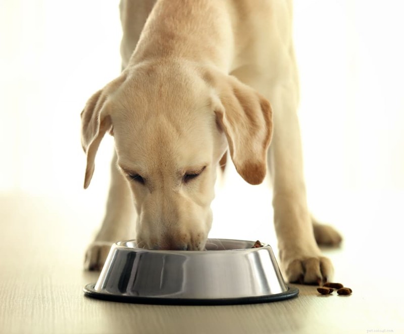 Top 6 Vet‑Approved Urinary Dog Foods of 2026 – Expert‑Backed Choices