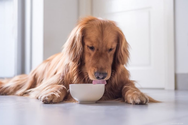 Vet‑Approved Dog Food for Arthritis: 5 Top Choices