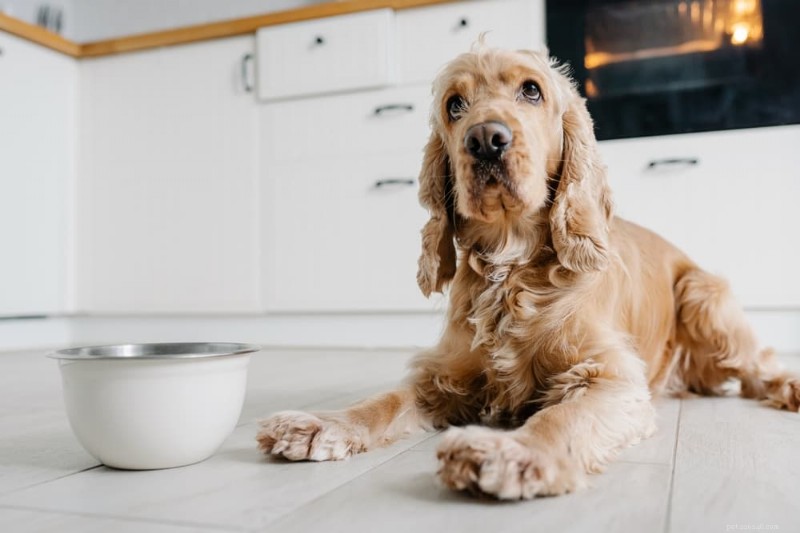 Vet‑Approved Dog Food for Arthritis: 5 Top Choices