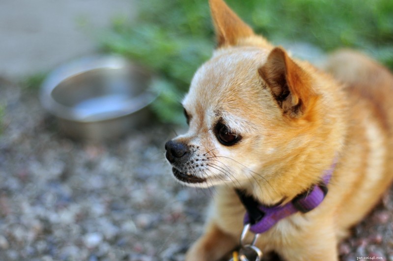 Senior Dog Nutrition: Expert Guidance for Feeding Your Aging Companion