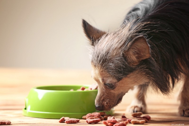 Senior Dog Nutrition: Expert Guidance for Feeding Your Aging Companion