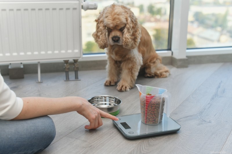 Senior Dog Nutrition: Expert Guidance for Feeding Your Aging Companion