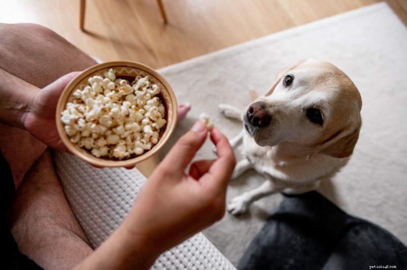 Senior Dog Nutrition: Expert Guidance for Feeding Your Aging Companion