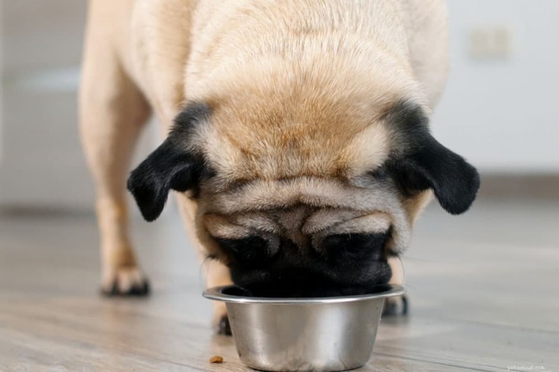 How to Use a Dog Food Topper: A Vet‑Approved Guide