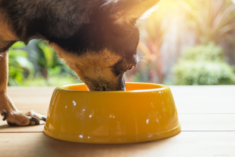 Limited‑Ingredient Dog Food: A Comprehensive Guide for Healthier, Allergy‑Friendly Meals