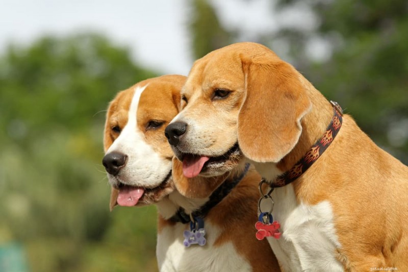 Limited‑Ingredient Dog Food: A Comprehensive Guide for Healthier, Allergy‑Friendly Meals