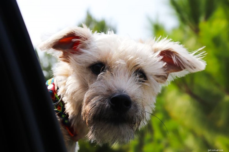 Limited‑Ingredient Dog Food: A Comprehensive Guide for Healthier, Allergy‑Friendly Meals