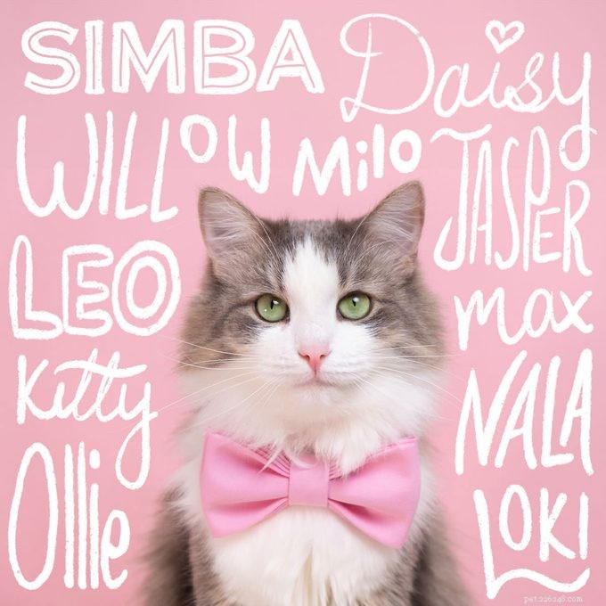 2024’s Top Pet Names Revealed: See If Your Pet’s Name Made the List