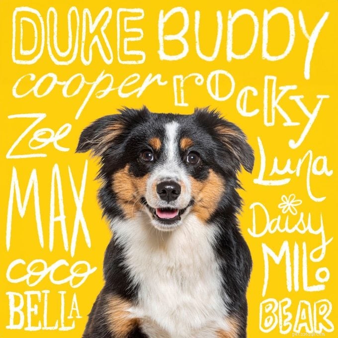 2024’s Top Pet Names Revealed: See If Your Pet’s Name Made the List