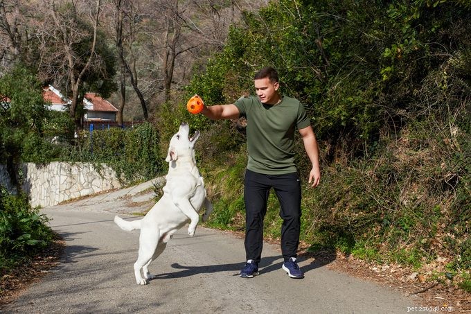 12 Ways You’re Unintentionally Annoying Your Dog (and How to Fix It)