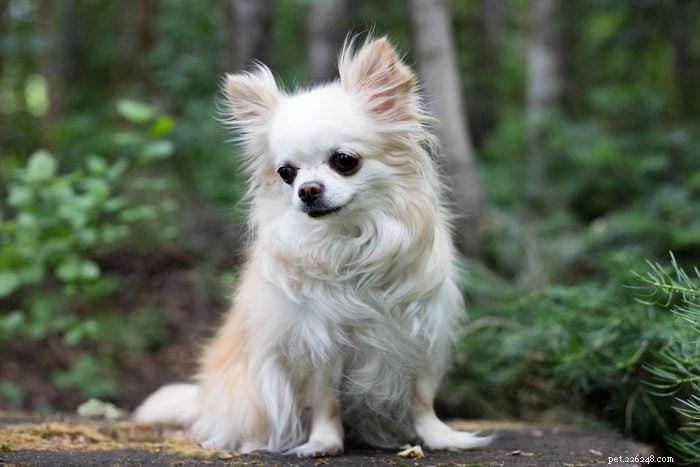 12 Adorable Dogs That May Seem Unconventional But Will Win Your Heart