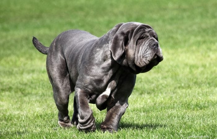 12 Adorable Dogs That May Seem Unconventional But Will Win Your Heart