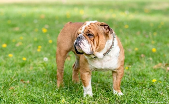 12 Adorable Dogs That May Seem Unconventional But Will Win Your Heart