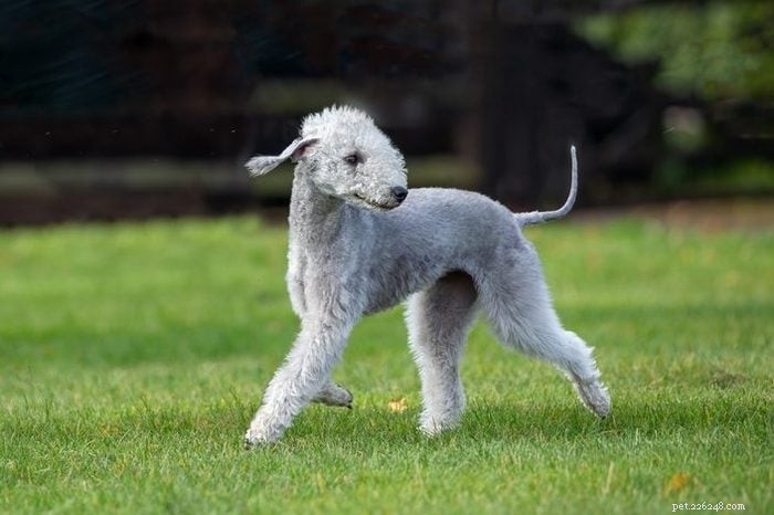 12 Adorable Dogs That May Seem Unconventional But Will Win Your Heart