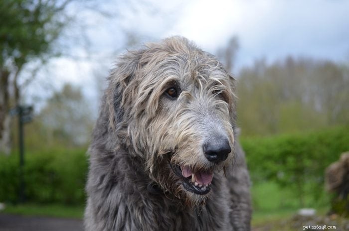 12 Adorable Dogs That May Seem Unconventional But Will Win Your Heart