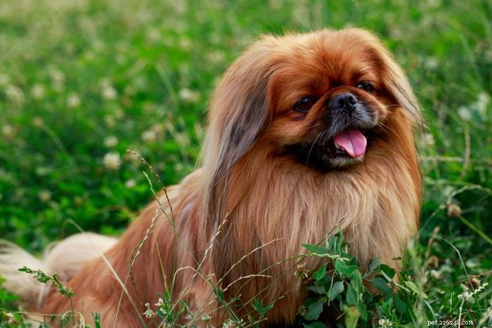 12 Adorable Dogs That May Seem Unconventional But Will Win Your Heart
