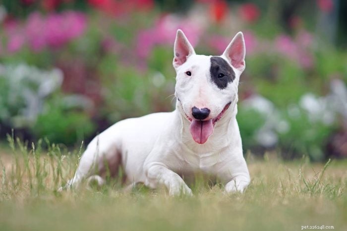 12 Adorable Dogs That May Seem Unconventional But Will Win Your Heart