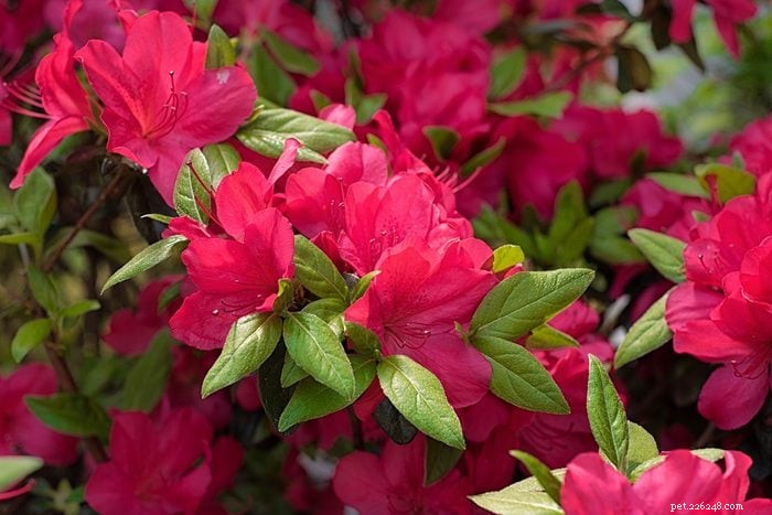 19 Plants That Are Poisonous to Dogs – A Vet‑Backed Guide
