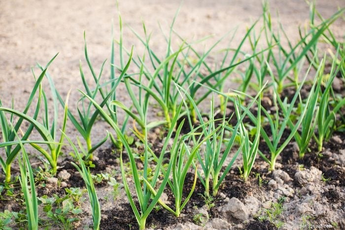 19 Plants That Are Poisonous to Dogs – A Vet‑Backed Guide