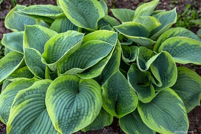 19 Plants That Are Poisonous to Dogs – A Vet‑Backed Guide