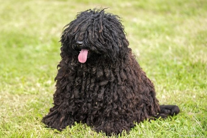 15 Curly‑Coated Dog Breeds You’ll Love