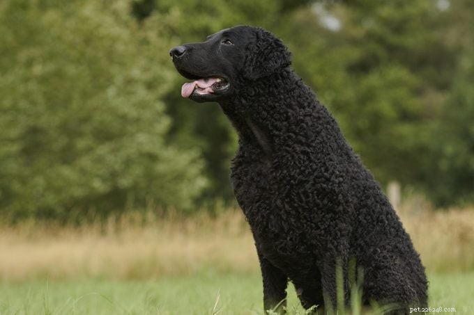 15 Curly‑Coated Dog Breeds You’ll Love