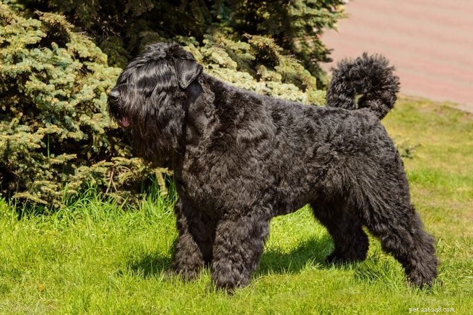 15 Curly‑Coated Dog Breeds You’ll Love