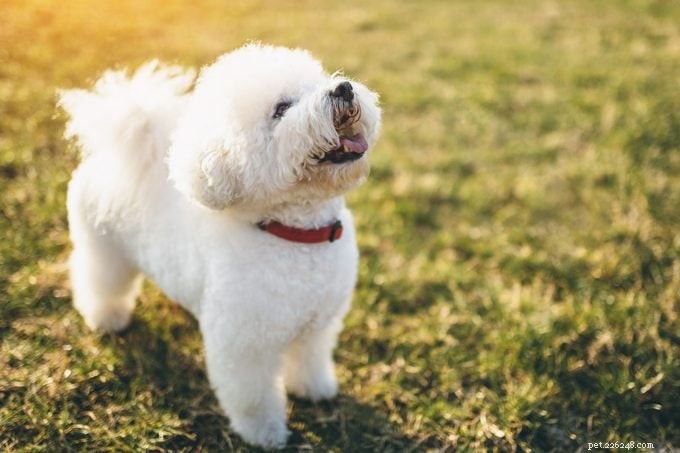 15 Curly‑Coated Dog Breeds You’ll Love