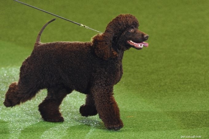 15 Curly‑Coated Dog Breeds You’ll Love