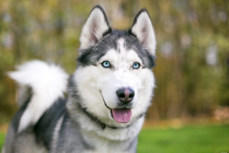 30 Stunning Husky Images That Showcase Their Charm and Why They Make Great Companions