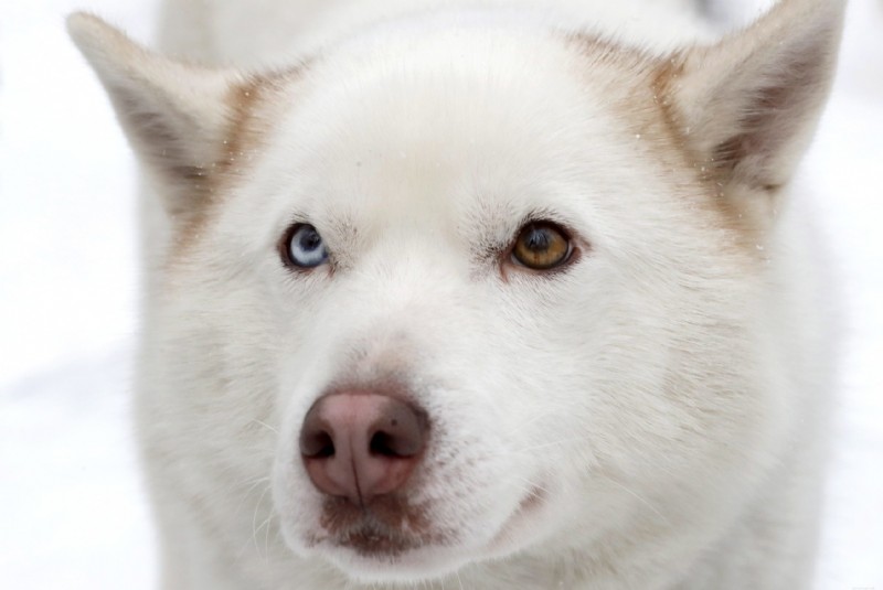 30 Stunning Husky Images That Showcase Their Charm and Why They Make Great Companions
