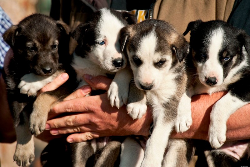 30 Stunning Husky Images That Showcase Their Charm and Why They Make Great Companions