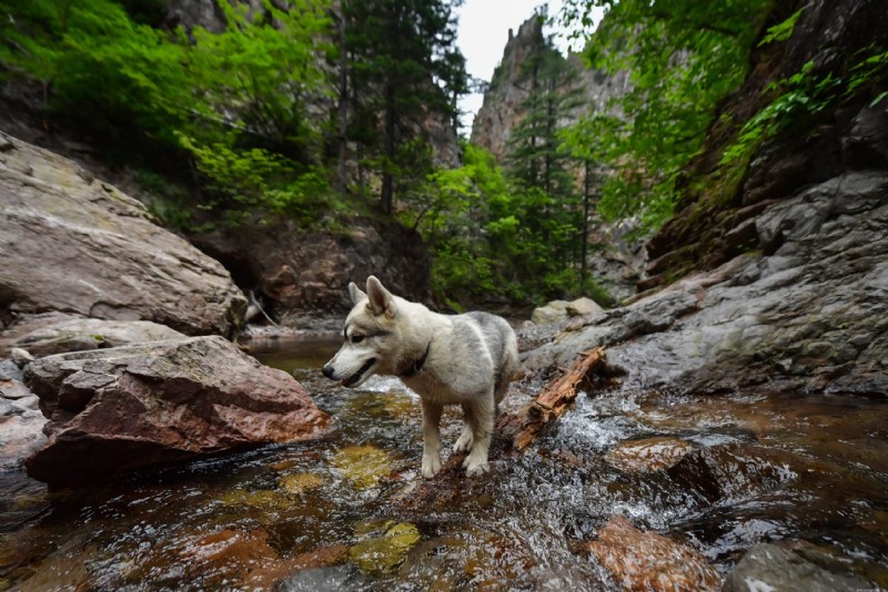 30 Stunning Husky Images That Showcase Their Charm and Why They Make Great Companions
