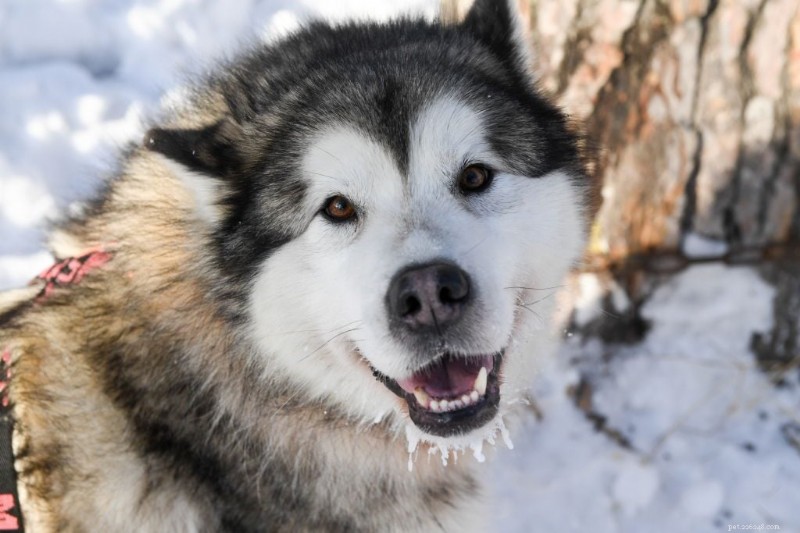30 Stunning Husky Images That Showcase Their Charm and Why They Make Great Companions