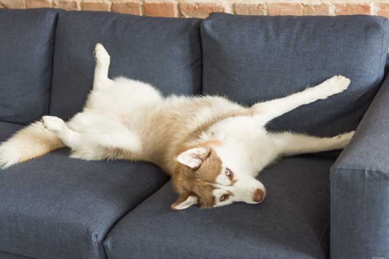 30 Stunning Husky Images That Showcase Their Charm and Why They Make Great Companions
