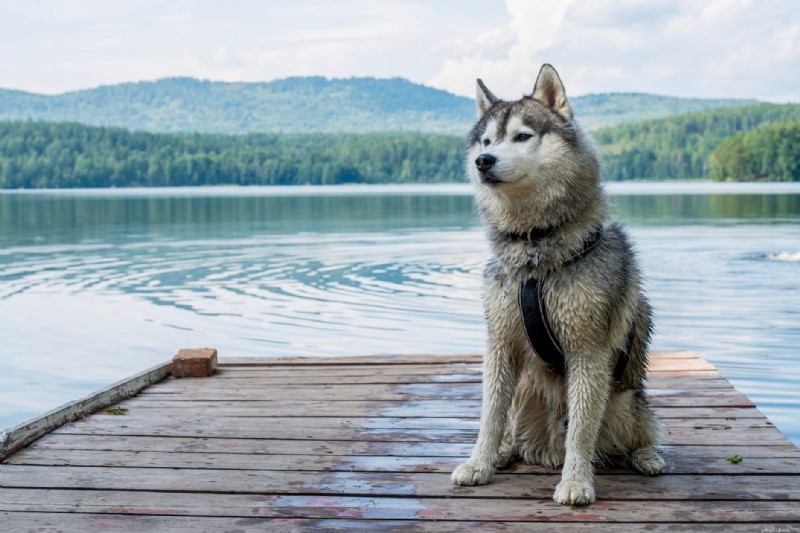 30 Stunning Husky Images That Showcase Their Charm and Why They Make Great Companions