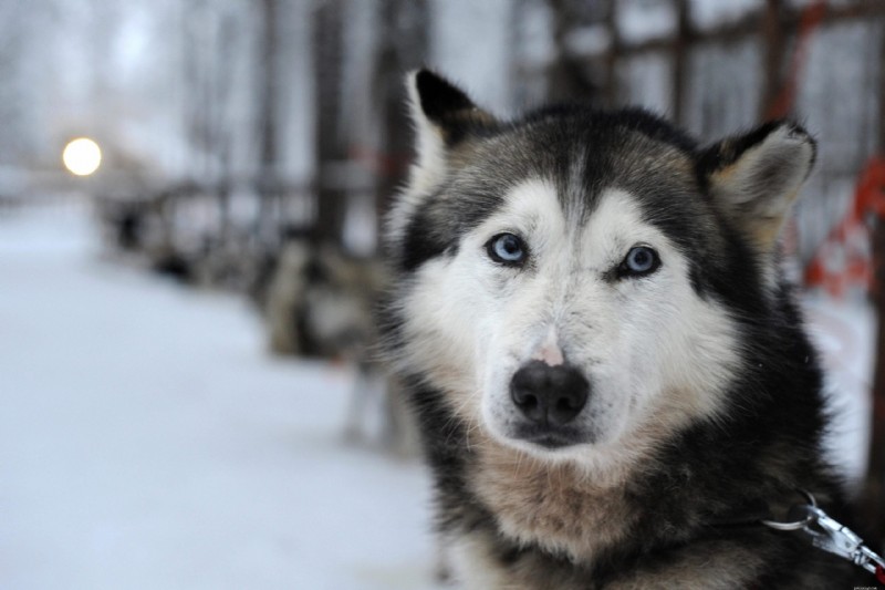 30 Stunning Husky Images That Showcase Their Charm and Why They Make Great Companions