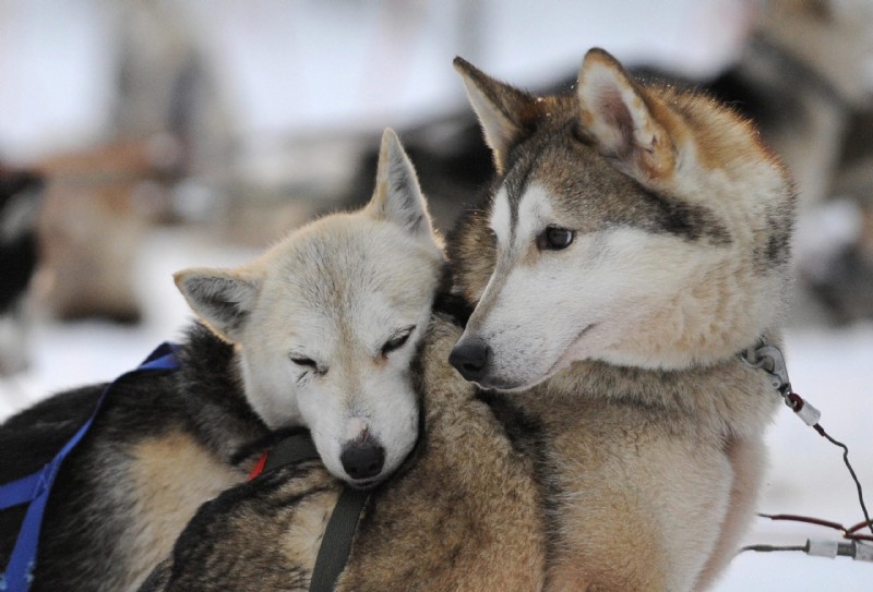 30 Stunning Husky Images That Showcase Their Charm and Why They Make Great Companions
