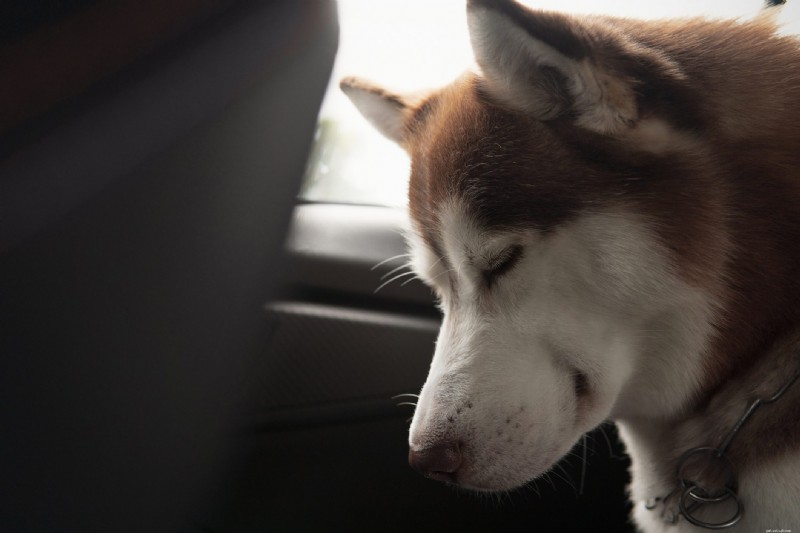 30 Stunning Husky Images That Showcase Their Charm and Why They Make Great Companions