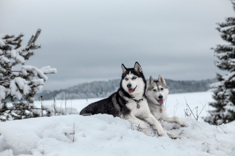 30 Stunning Husky Images That Showcase Their Charm and Why They Make Great Companions