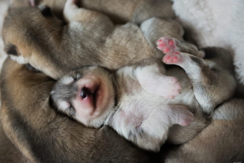 30 Stunning Husky Images That Showcase Their Charm and Why They Make Great Companions