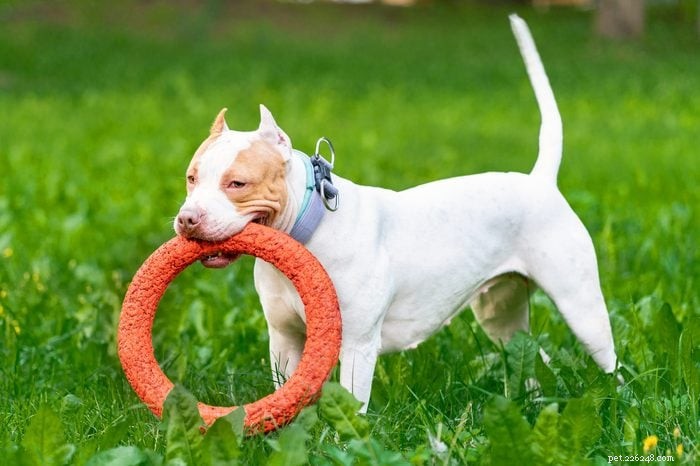 12 Heart‑Warming Pit Bull Images That Highlight Their Friendly Nature