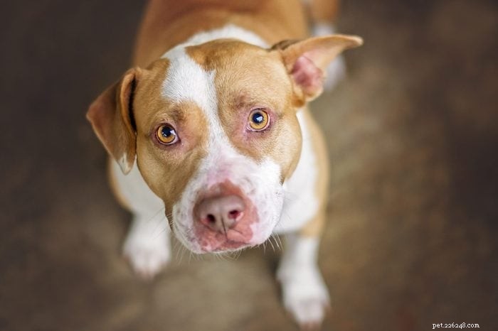 12 Heart‑Warming Pit Bull Images That Highlight Their Friendly Nature