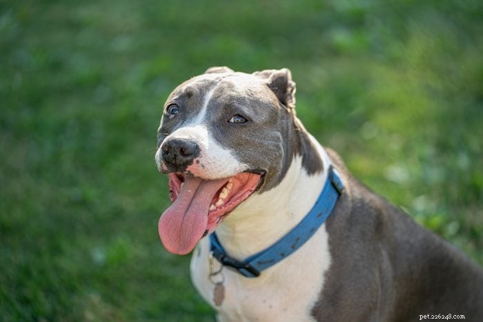 12 Heart‑Warming Pit Bull Images That Highlight Their Friendly Nature